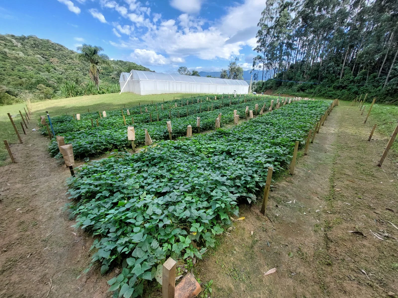 Pesquisas Agrícolas - Laborgeo
